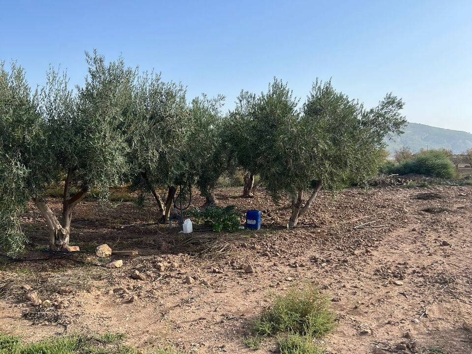 Helårsgrund i Pinoso, Alicante - foto 5